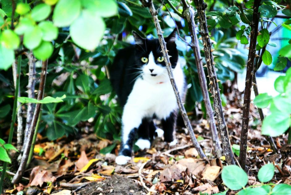 Alerta de Desaparición Gato  Hembra , 5 años Valmondois Francia